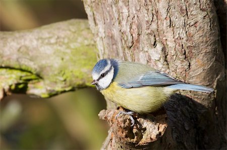 simsearch:400-04824981,k - Blue Tit  (Parus caeruleus)  perched on a tree Fotografie stock - Microstock e Abbonamento, Codice: 400-05893524