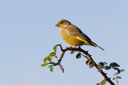 european greenfinch - Greenfinch  (Carduelis chloris) perched on a branch Stock Photo - Budget Royalty-Free & Subscription, Code: 400-05893520