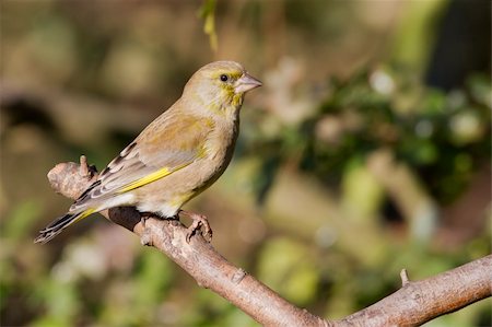 european greenfinch - Greenfinch  (Carduelis chloris) perched on a branch Stock Photo - Budget Royalty-Free & Subscription, Code: 400-05893521