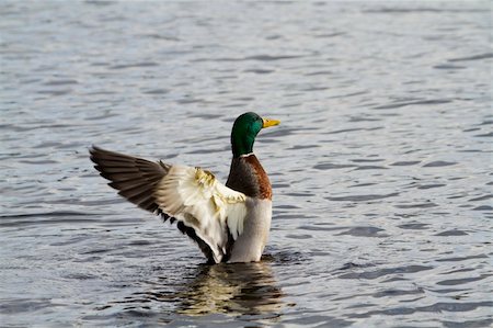 Mallard Duck flapping its wings in the water Stock Photo - Budget Royalty-Free & Subscription, Code: 400-05893536
