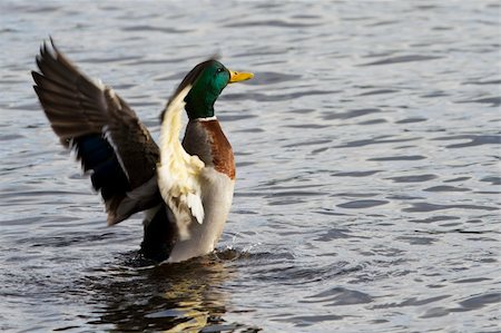 Mallard Duck flapping its wings in the water Stock Photo - Budget Royalty-Free & Subscription, Code: 400-05893546