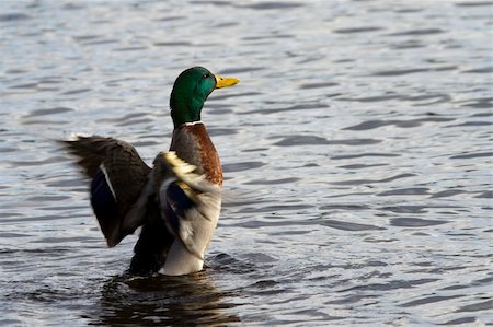 Mallard Duck flapping its wings in the water Stock Photo - Budget Royalty-Free & Subscription, Code: 400-05893541
