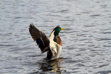 Mallard Duck flapping its wings in the water Stock Photo - Budget Royalty-Free & Subscription, Code: 400-05893543