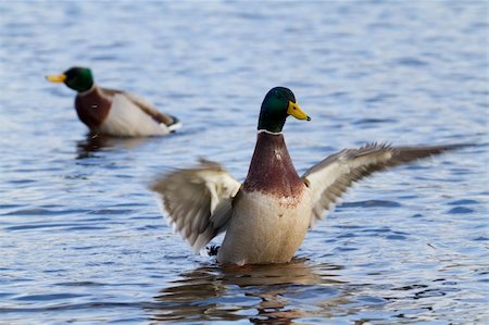 Mallard Duck flapping its wings in the water Stock Photo - Budget Royalty-Free & Subscription, Code: 400-05893551