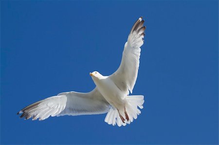 Herring Gull in flight large gull closeup Photographie de stock - Aubaine LD & Abonnement, Code: 400-05893564