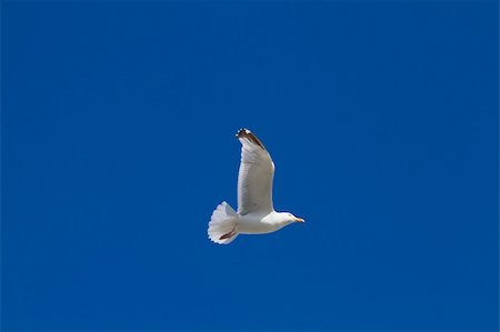 Herring Gull in flight large gull closeup Photographie de stock - Aubaine LD & Abonnement, Code: 400-05893562