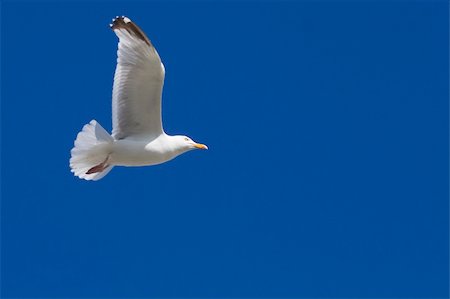 simsearch:400-04407061,k - Herring Gull in flight large gull closeup Photographie de stock - Aubaine LD & Abonnement, Code: 400-05893563