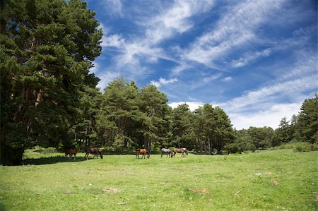 mountains at Gredos natural park in Avila Spain Stock Photo - Budget Royalty-Free & Subscription, Code: 400-05893966