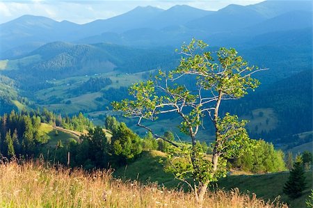 simsearch:400-05737744,k - Summer mountain landscape with flowering grassland and lonely tree in front Stock Photo - Budget Royalty-Free & Subscription, Code: 400-05904005