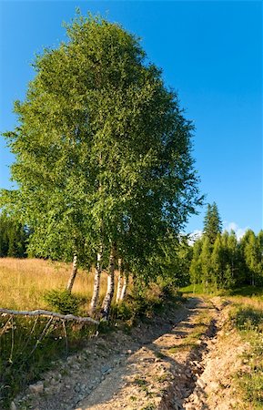 simsearch:400-06063989,k - Dirty road through the evening flowering grassland in mountain Foto de stock - Royalty-Free Super Valor e Assinatura, Número: 400-05904002