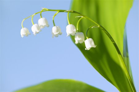 Charming lily of the valley with sun beams Stock Photo - Budget Royalty-Free & Subscription, Code: 400-05904025