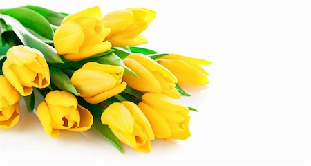 posy - yellow tulip flowers bouquet isolated on white background Stock Photo - Budget Royalty-Free & Subscription, Code: 400-05904275
