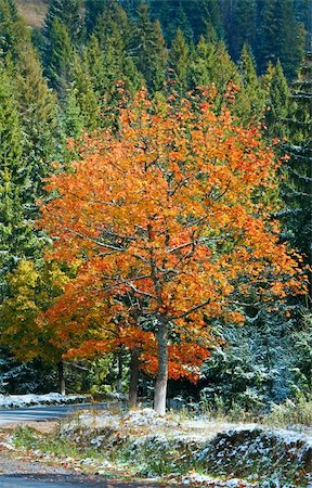 simsearch:400-05200584,k - First winter snow and autumn colorful tree near mountain secondary road (Carpathian, Ukraine) Stock Photo - Budget Royalty-Free & Subscription, Code: 400-05904331