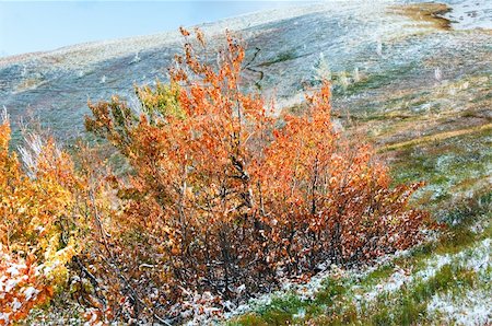 simsearch:400-08401989,k - October Carpathian mountain Borghava plateau with first winter snow and autumn colorful foliage Foto de stock - Super Valor sin royalties y Suscripción, Código: 400-05904346