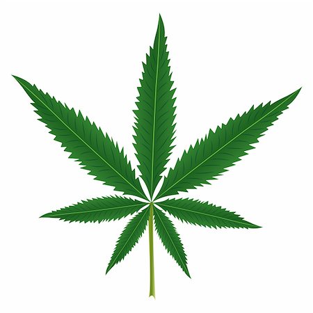 pnog (artist) - Cannabis leaf isolated over white background Foto de stock - Super Valor sin royalties y Suscripción, Código: 400-05904420