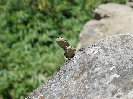 salamandra - A lizard climbing across a large rock, pauses in the hot sun to look around at Macchu Picchu, Peru, South America. Foto de stock - Royalty-Free Super Valor e Assinatura, Número: 400-05904547