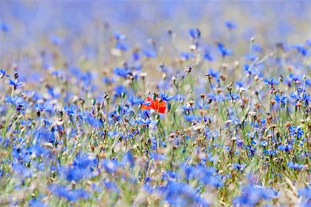 wild flowers at spring time - a single poppy in the field of cornflowers Foto de stock - Super Valor sin royalties y Suscripción, Código: 400-05904595