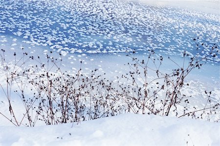 freeze dried - Winter scene. Coastal dried plants on the background of frozen river Stock Photo - Budget Royalty-Free & Subscription, Code: 400-05904642