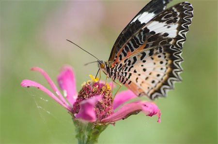 colorful monarch butterfly on  flower Foto de stock - Super Valor sin royalties y Suscripción, Código: 400-05904739
