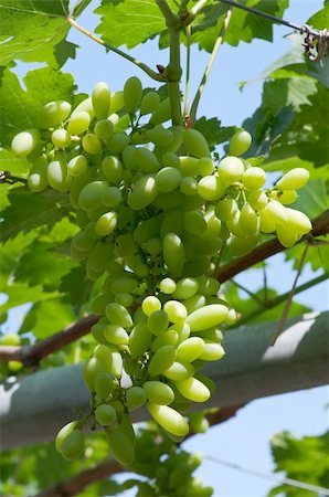 grapes in grapes farm Photographie de stock - Aubaine LD & Abonnement, Code: 400-05904740