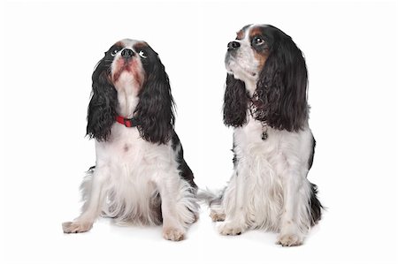 simsearch:400-06461634,k - Two Cavalier King Charles Spaniels in front of white background Stock Photo - Budget Royalty-Free & Subscription, Code: 400-05904774