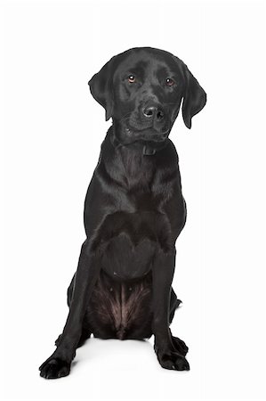 simsearch:400-08314976,k - Black Labrador Retriever in front of a white background Stockbilder - Microstock & Abonnement, Bildnummer: 400-05904780