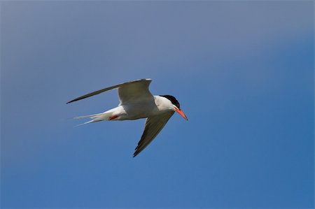 sterna - common terns (sterna hirundo hirundo) in flight on a blue sky Stock Photo - Budget Royalty-Free & Subscription, Code: 400-05904925