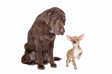 simsearch:400-06364127,k - Labrador and Chihuahua in front of a white background Fotografie stock - Microstock e Abbonamento, Codice: 400-05904960