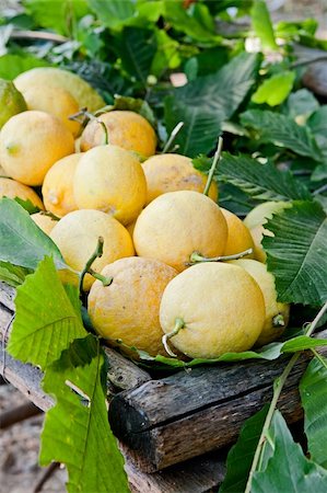 Bunch of fresh lemons in a basket Stockbilder - Microstock & Abonnement, Bildnummer: 400-05905284