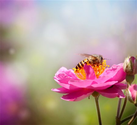 Close up bee collecting honey on pink flower Stock Photo - Budget Royalty-Free & Subscription, Code: 400-05905685