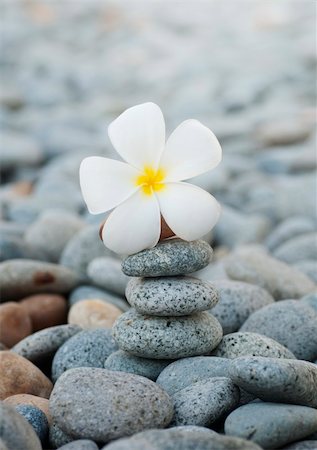 flowers on white stone - Still life with Frangipani flowers and pebbles Stock Photo - Budget Royalty-Free & Subscription, Code: 400-05905681