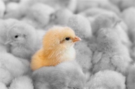 simsearch:400-03957687,k - A chick in between yellow chicks group Photographie de stock - Aubaine LD & Abonnement, Code: 400-05905682