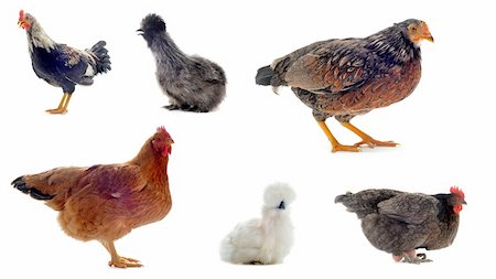 silkie - groupe of chicken and rooster on a white background Stock Photo - Budget Royalty-Free & Subscription, Code: 400-05905809