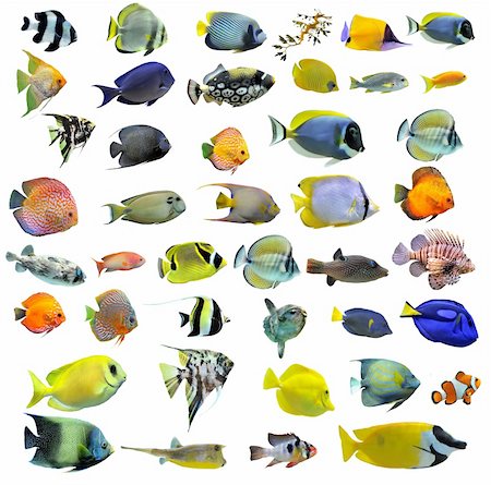 salt water fish aquarium - group of fishes on a white background Stock Photo - Budget Royalty-Free & Subscription, Code: 400-05905814