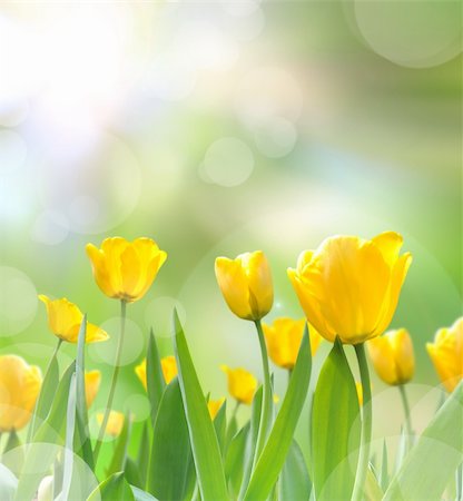 beautiful yellow tulips with light reflect in morning Stock Photo - Budget Royalty-Free & Subscription, Code: 400-05905934
