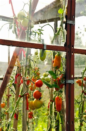 simsearch:400-06384379,k - Old rusting glass greenhouse construction fragment and ripen tomatoes vegetables. Stock Photo - Budget Royalty-Free & Subscription, Code: 400-05905944