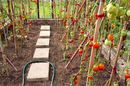 simsearch:400-04823439,k - Vegetable tomato grow ripe in glass greenhouse. Stock Photo - Budget Royalty-Free & Subscription, Code: 400-05905946