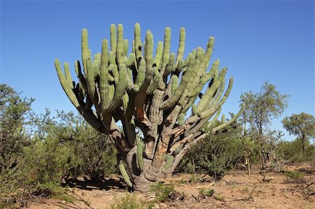 spiny - Large toothpick cactus (Stetsonia coryne), Argentina, South America Photographie de stock - Aubaine LD & Abonnement, Code: 400-05906044