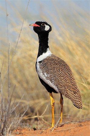 simsearch:400-04473063,k - Male white-quilled Bustard (Afrotis afraoides), Kalahari desert, South Africa Foto de stock - Super Valor sin royalties y Suscripción, Código: 400-05906045