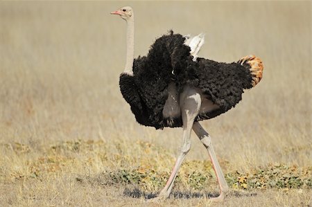 Male Ostrich (Struthio camelus), Kalahari desert,South Africa Stock Photo - Budget Royalty-Free & Subscription, Code: 400-05906040