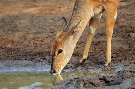 Female Nyala antelope (Tragelaphus angasii) drinking water, Mkuze game reserve, South Africa Stock Photo - Budget Royalty-Free & Subscription, Code: 400-05906041