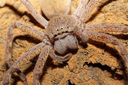 simsearch:400-04645267,k - Close-up of a hairy spider with large fangs Stock Photo - Budget Royalty-Free & Subscription, Code: 400-05906042