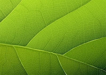 Green leaf texture. Vector background, EPS10 Photographie de stock - Aubaine LD & Abonnement, Code: 400-05906078