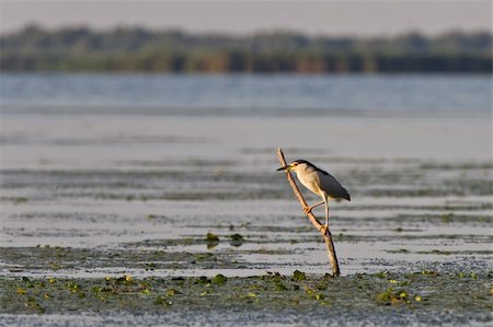 black crowned night heron (nycticorax nycticorax) on lake. Danube Delta, Romania Fotografie stock - Microstock e Abbonamento, Codice: 400-05906202