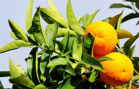 simsearch:400-05046087,k - Oranges on branch of orange tree Stockbilder - Microstock & Abonnement, Bildnummer: 400-05906307