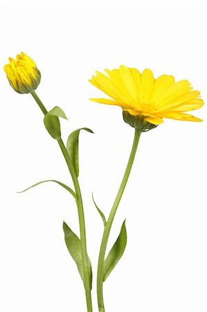 simsearch:400-06095720,k - Yellow flower and bud of calendula on green stalk. Isolated on white background. Close-up. Studio photography. Stock Photo - Budget Royalty-Free & Subscription, Code: 400-05906622
