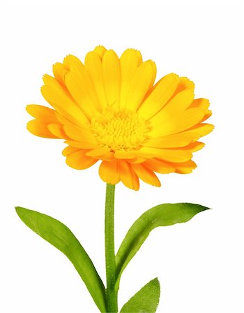 simsearch:400-06095720,k - One orange flower of calendula. Isolated on white background. Close-up. Studio photography. Stock Photo - Budget Royalty-Free & Subscription, Code: 400-05906623