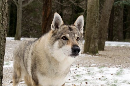 Portrait of a Czechoslovakian Wolfdog Stock Photo - Budget Royalty-Free & Subscription, Code: 400-05906732