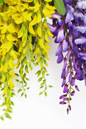 branch bloom yellow and blue scented acacia Stock Photo - Budget Royalty-Free & Subscription, Code: 400-05906799
