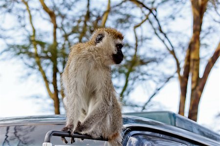 The Monkey in the park in the Kenya Photographie de stock - Aubaine LD & Abonnement, Code: 400-05907114